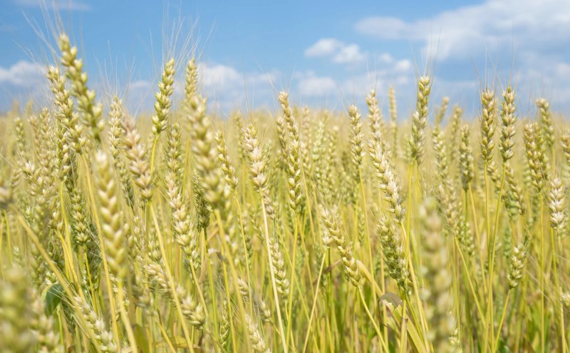 洋菓子 カスタード あまおう パイ 5個入り いちご スイーツ 菓子 お菓子