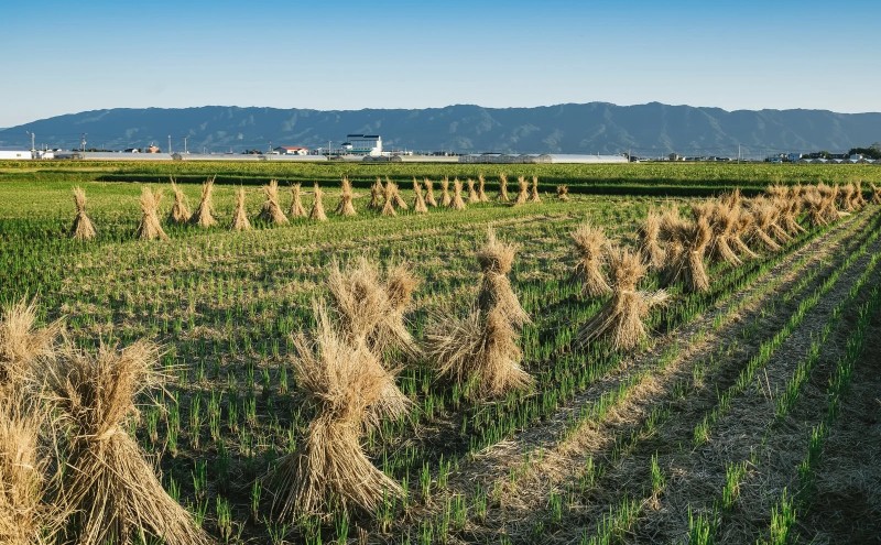 洋菓子 カスタード あまおう パイ 5個入り いちご スイーツ 菓子 お菓子