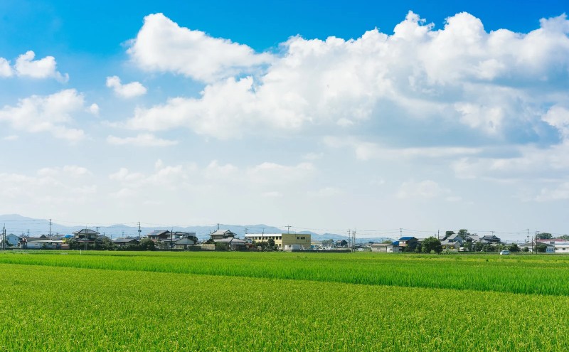 洋菓子 あまおう ダックワーズ 10個入り いちご スイーツ 菓子 お菓子