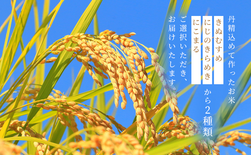 お米 選べる二種類 きぬむすめ にじのきらめき にこまる 米 コメ 精米 白米 袋井市 静岡県