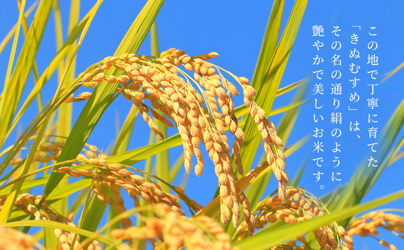 お米 きぬむすめ(特A) 5kg×2kg 合計10kg 米 コメ きぬむすめ 精米 白米 ふっくら つやつや 甘み お弁当 おにぎり 袋井市 静岡県