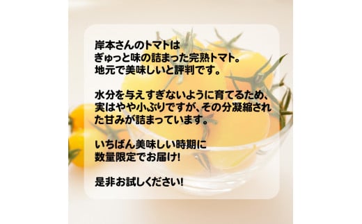 定期便 3回 岸本くんの 完熟 トマト 26000円 とまと ミニトマト 大玉 イエローアイコ パック トマトジュース トマトケチャップ トマトソース 4kg 野菜 国産 産地直送 農家直送 期間限定 数量限定 特産品 人気 ブランド アイコ 高糖度 ハウス栽培 お取り寄せ 料理 に 冷凍 保存 もおすすめ 岸本 真一 愛南町 愛媛県