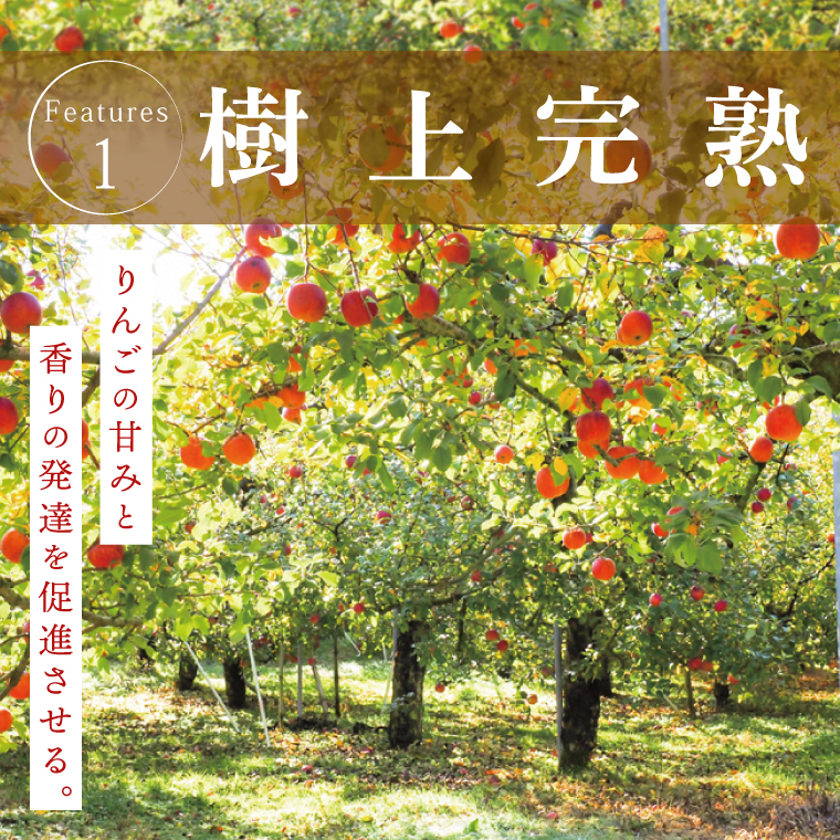 【数量限定】【11月より順次発送予定】三村観光りんご園の奥久慈りんご「ふじ」約5kg｜茨城県 大子町 林檎 旬 果物 フルーツ 果実 果汁 ギフト 贈答 甘い ジューシー みずみずしい（BX010）