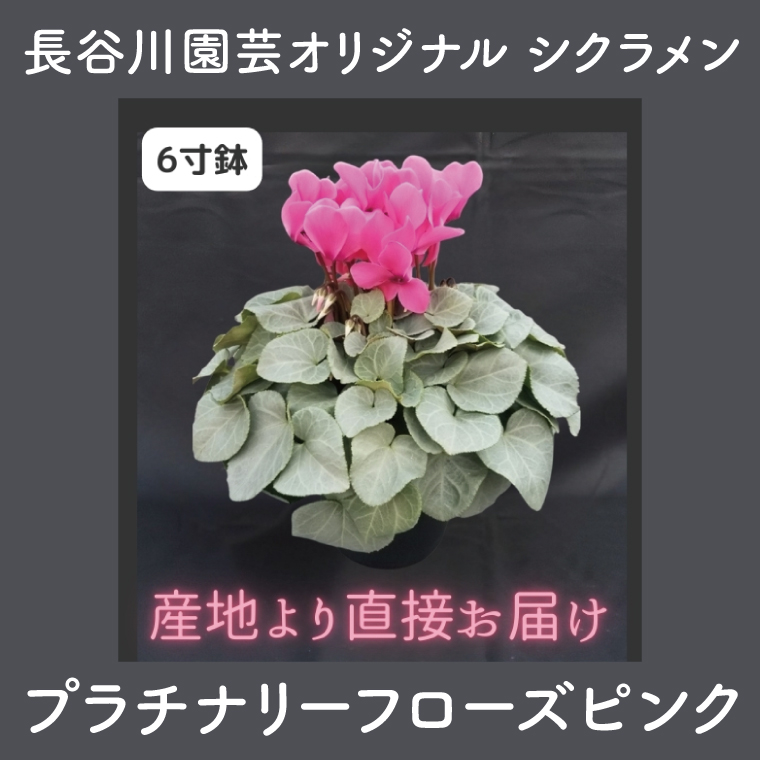 【先行予約】【長谷川園芸】オリジナル品種 シクラメン プラチナリーフ 6寸 ローズピンク【冬のギフト  フラワーギフト クリスマス 鉢花】 (AT019)