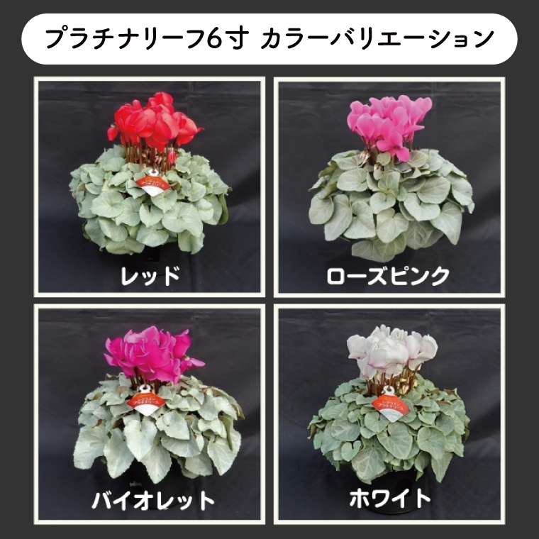 【先行予約】【長谷川園芸】オリジナル品種 シクラメン プラチナリーフ 6寸 ローズピンク【冬のギフト  フラワーギフト クリスマス 鉢花】 (AT019)