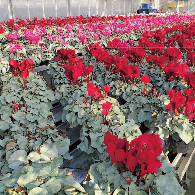 【先行予約】【長谷川園芸】オリジナル品種 シクラメン プラチナリーフ 6寸 ローズピンク【冬のギフト  フラワーギフト クリスマス 鉢花】 (AT019)