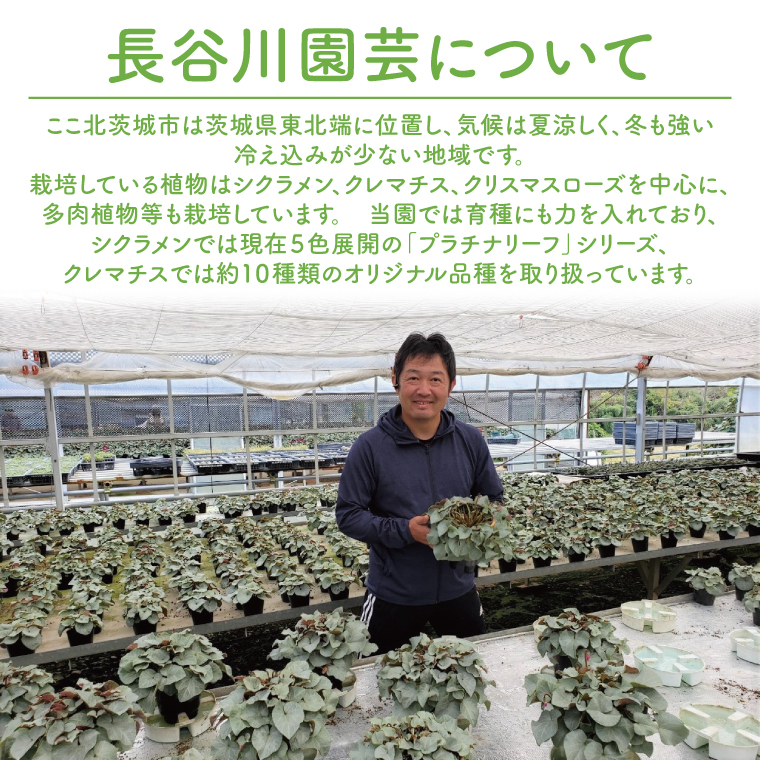 【先行予約】【長谷川園芸】オリジナル品種 シクラメン プラチナリーフ 6寸 ローズピンク【冬のギフト  フラワーギフト クリスマス 鉢花】 (AT019)