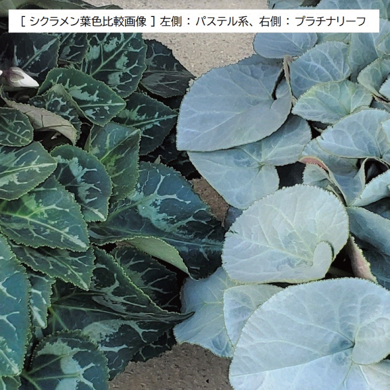 【先行予約】【長谷川園芸】オリジナル品種 シクラメン プラチナリーフ 6寸 ローズピンク【冬のギフト  フラワーギフト クリスマス 鉢花】 (AT019)