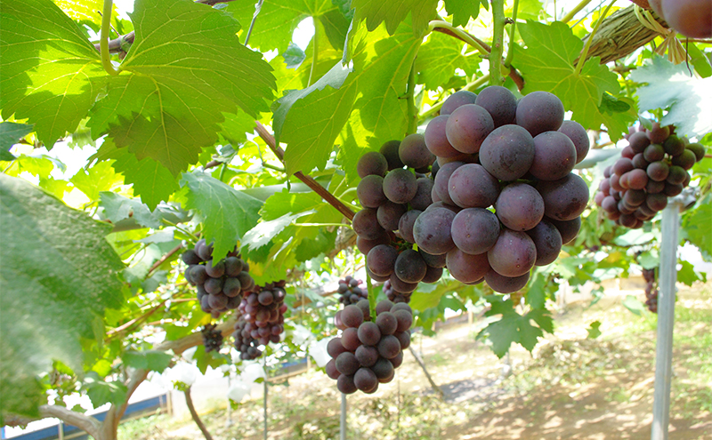 【2026年先行予約】 ぶどう 岡山県産 晴れの国からの 贈り物 ピオーネ ＆ シャインマスカット 詰合せ 1.2kg以上(2房)《2026年8月下旬-9月下旬出荷》 葡萄 ブドウ フルーツ 果物 数量限定 期間限定 里庄町