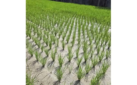 コシヒカリ 10kg 10キロ 精米 白米 お米 ご飯 ごはん 米 kome こめ こしひかり 高知県産 国産 お取り寄せ 常温 高知県 高知 土佐市