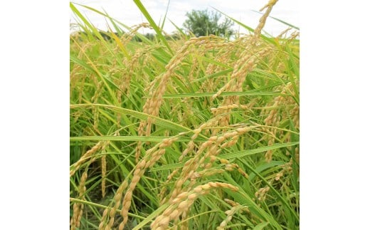 コシヒカリ 10kg