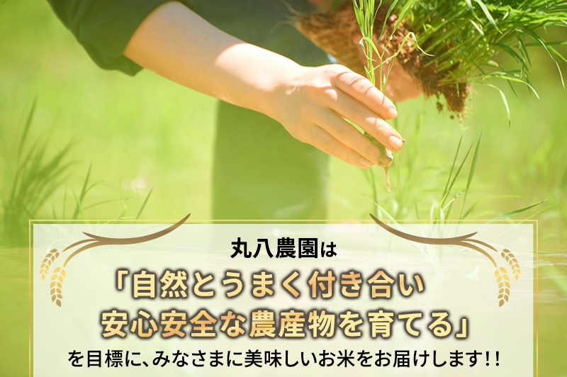 お米 令和7年度産静岡産コシヒカリ・にこまる精米食べ比べセット各5kg 計10kg 米 コメ こしひかり コシヒカリ にこまる 精米 白米 食べ比べ 袋井市 静岡県