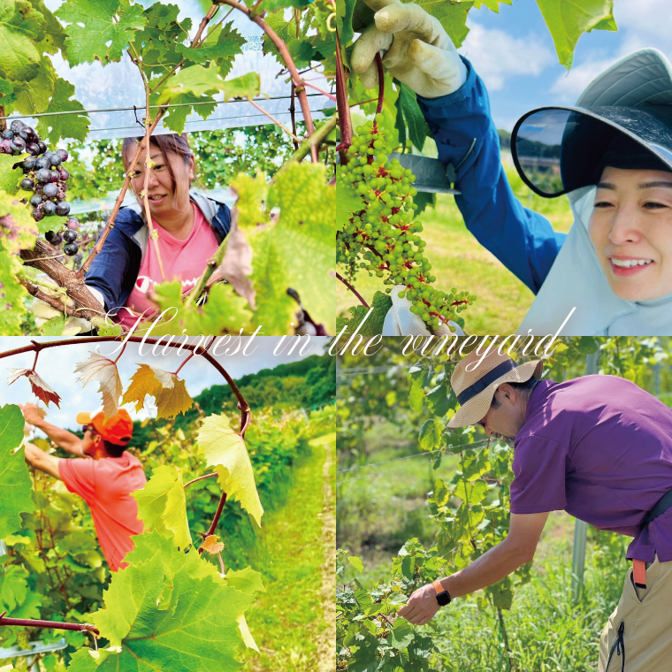 3種の2024ものハーフボトルセット～行方市内の自社畑ぶどう（2024年収穫）で醸造したワイン～｜ワイン  ボトルワイン 酒 お酒 酒類 赤ワイン スパークリングワイン ボトル ぶどう セット ワインセット 茨城県 行方市(GQ-8)