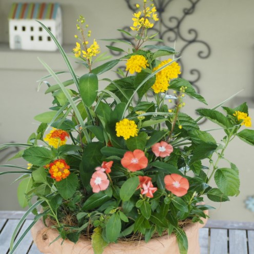 植物 寄せ植え 季節のお花 黄色 オレンジ系 つぼ丸型 25cm ガーデニング 花 