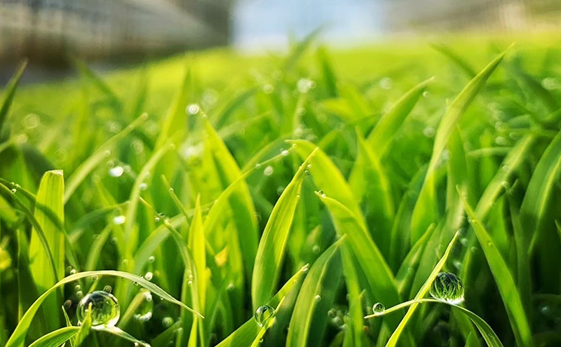 令和7年産 新米 宮城県大河原町産 ひとめぼれ 5kg×2袋 米 お米 精米 白米 こめ コメ 令和7年 宮城県産