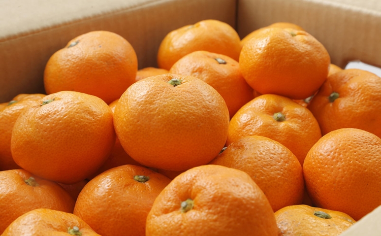 【有田のブランドみかん】田村みかん 約3kg (S.M.Lサイズおまかせ・秀品)