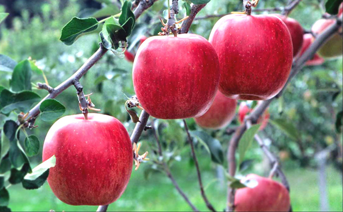 【クール便】3月発送 白熊 特選 サンふじ 絆 約3kg 糖度13度【青森りんご 果物 フルーツ 食後 デザート シャキシャキ ジューシー りんごの王様 】