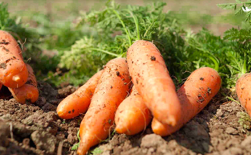 【定期便 年6回】おいしかぁ～便 詰め合わせセット 6ヶ月 お楽しみ ファミリーセット 家族用 野菜 やさい 米 新鮮 新鮮野菜 家庭用 新鮮 福岡県 大刀洗町