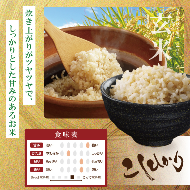 【数量限定】R7年産取手市産コシヒカリ 玄米5kg|お米 米 こしひかり コシヒカリ 玄米 茨城県 取手市（BS003）