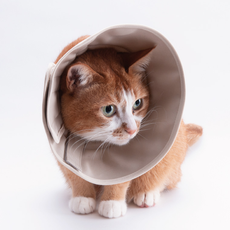 ぽぽねこ 軽くて柔らかい猫用エリザベスカラー 傷口が見えにくい・ソフト・軽量タイプ(BP013)
