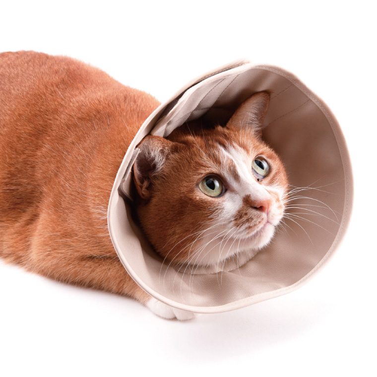 ぽぽねこ 軽くて柔らかい猫用エリザベスカラー 傷口が見えにくい・ソフト・軽量タイプ(BP013)