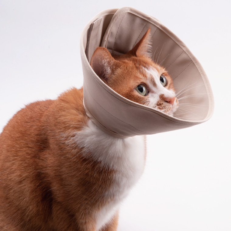 ぽぽねこ 軽くて柔らかい猫用エリザベスカラー 傷口が見えにくい・ソフト・軽量タイプ(BP013)