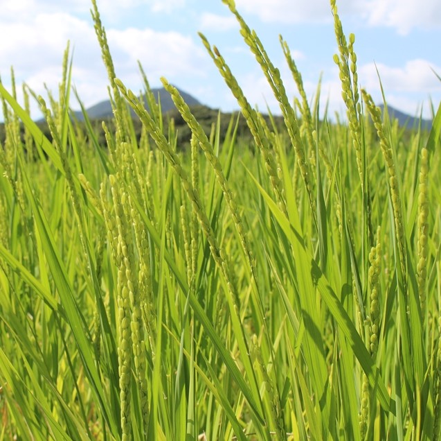 【全米日本酒鑑評会グランプリ受賞】吟醸酒アジュール（720ml×2本）19-48