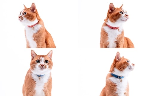 【LLサイズ】ぽぽねこ 猫首輪 MUJIコットンプレーン セイフティバックル・鈴付き・ハゲにくい「共通返礼品」 | 全19色 首輪 ペット ペット用品 ねこ ネコ 茨城県 守谷市