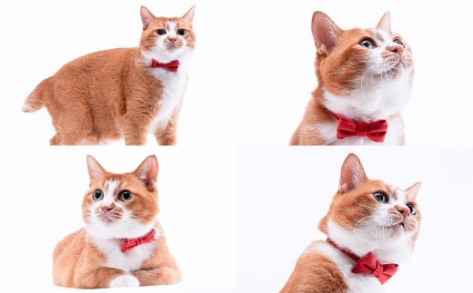 【LLサイズ】ぽぽねこ リボン付き猫首輪 MUJIコットンプレーン セイフティバックル・鈴付き・ハゲにくい「共通返礼品」 | 全19色 首輪 ペット ペット用品 ねこ ネコ 茨城県 守谷市