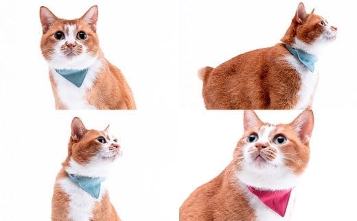 【Sサイズ】ぽぽねこ バンダナ付き猫首輪 MUJIコットンプレーン セイフティバックル・鈴付き・ハゲにくい「共通返礼品」 | 全19色 首輪 ペット ペット用品 ねこ ネコ 茨城県 守谷市