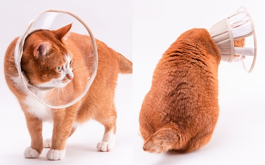 【Mサイズ】ぽぽねこ 軽くて柔らかい猫用エリザベスカラー 視界良好・ソフト・軽量タイプ「共通返礼品」 | 布製 防汚 撥水 撥油素材 エリザベスカラー ペット ペット用品 ねこ ネコ 茨城県 守谷市
