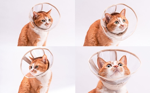 【Lサイズ】ぽぽねこ 軽くて柔らかい猫用エリザベスカラー 視界良好・ソフト・軽量タイプ「共通返礼品」 | 布製 防汚 撥水 撥油素材 エリザベスカラー ペット ペット用品 ねこ ネコ 茨城県 守谷市