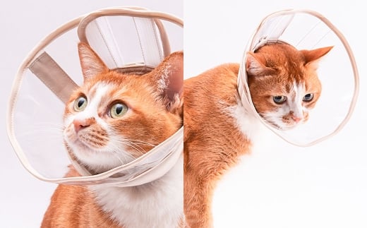 【Lサイズ】ぽぽねこ 軽くて柔らかい猫用エリザベスカラー 視界良好・ソフト・軽量タイプ「共通返礼品」 | 布製 防汚 撥水 撥油素材 エリザベスカラー ペット ペット用品 ねこ ネコ 茨城県 守谷市