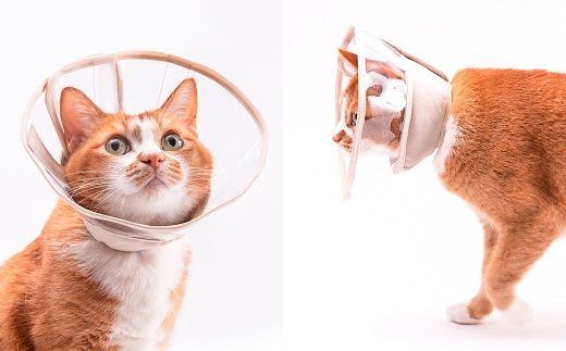 【LLサイズ】ぽぽねこ 軽くて柔らかい猫用エリザベスカラー 視界良好・ソフト・軽量タイプ「共通返礼品」 | 布製 防汚 撥水 撥油素材 エリザベスカラー ペット ペット用品 ねこ ネコ 茨城県 守谷市