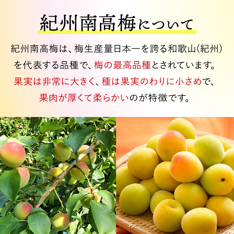 紀州南高梅　優梅　1.2kg　ご家庭用 | 1200g 国産 ※北海道・沖縄・離島への配送不可