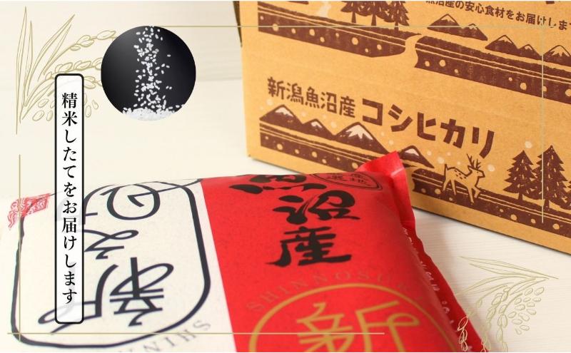 【定期便全12回毎月発送】魚沼産新之助(精米)　10kg 米 定期 新潟 十日町市