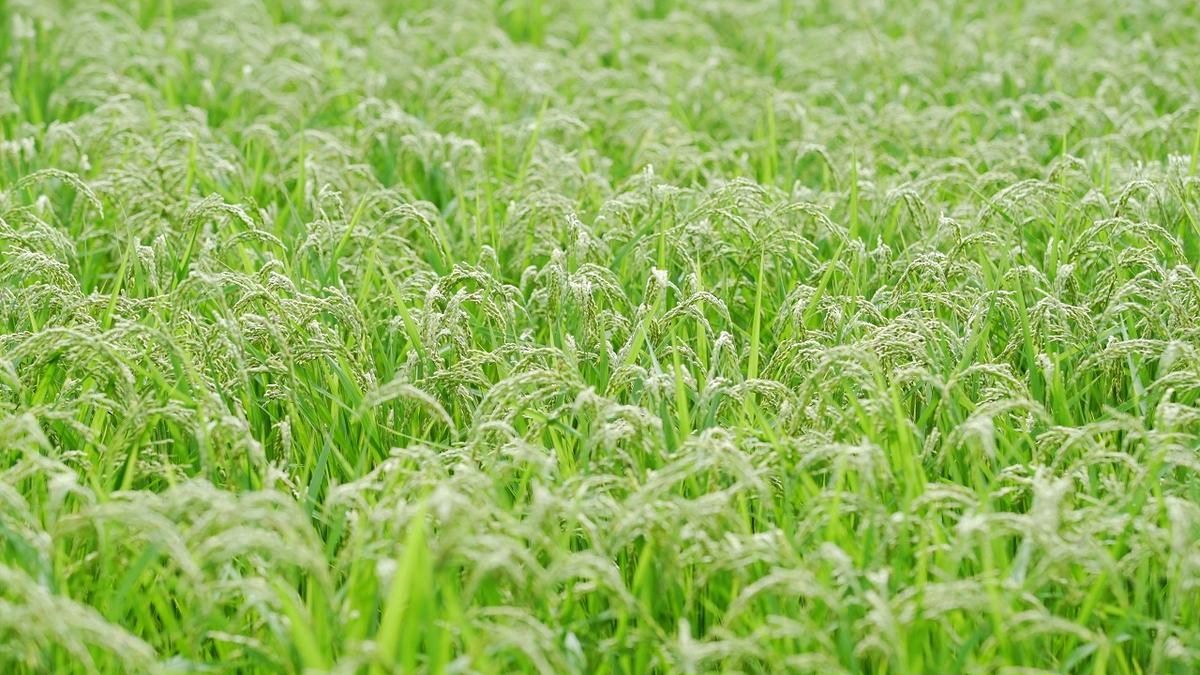 醸し人九平次 純米大吟醸 飲みくらべ4本セット（720ml×4本）《西脇市産山田錦使用日本酒》（52-13） 日本酒 酒 お酒 純米大吟醸 飲み比べ 人気 山田錦 4合瓶 セット