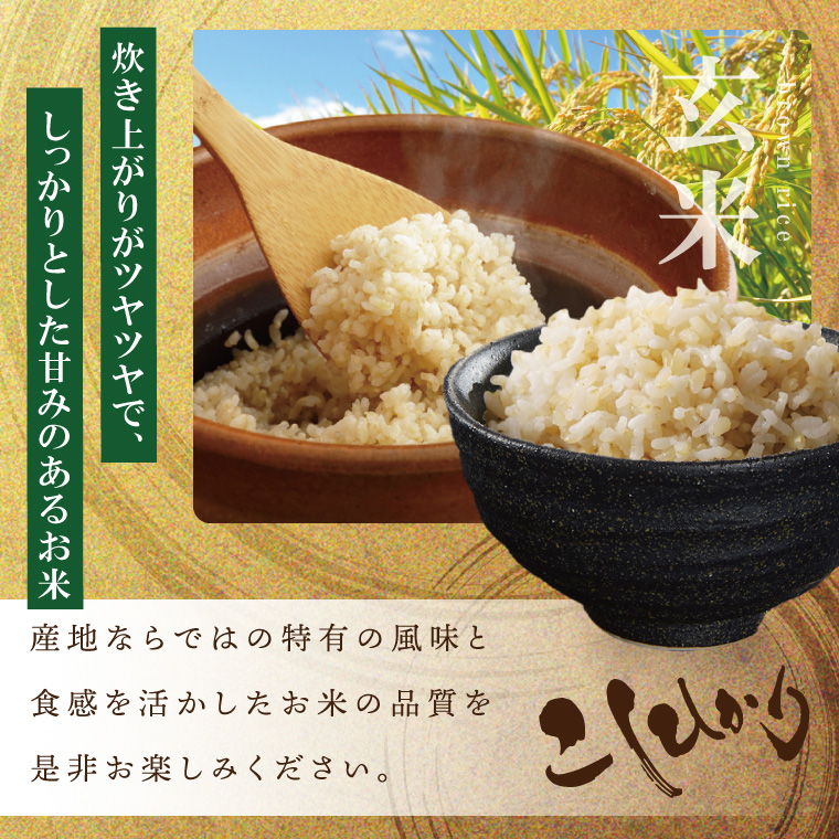 【数量限定】R7年産 新米コシヒカリ 玄米30kg|お米 米 こしひかり コシヒカリ 新米 玄米 茨城県 取手市（BQ002）