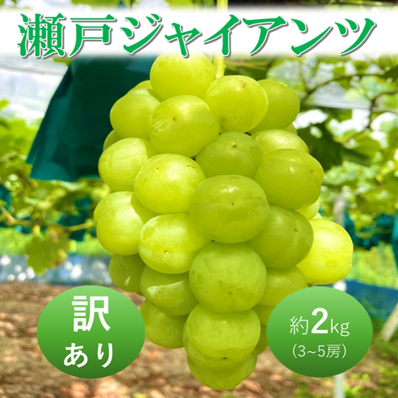 2026年 早期受付 ぶどう 瀬戸ジャイアンツ 3～5房 約2kg 岡山県高梁市産 うめづぶどう園 化粧箱入り 葡萄 ブドウ 訳あり
