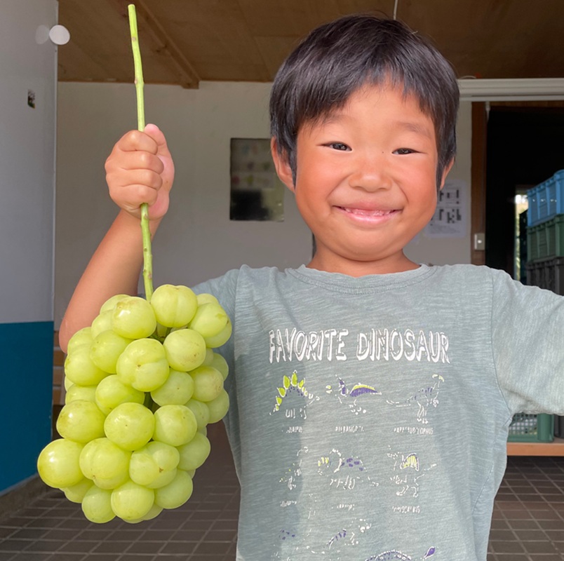 2026年 早期受付 ぶどう 瀬戸ジャイアンツ 3～5房 約2kg 岡山県高梁市産 うめづぶどう園 化粧箱入り 葡萄 ブドウ 訳あり