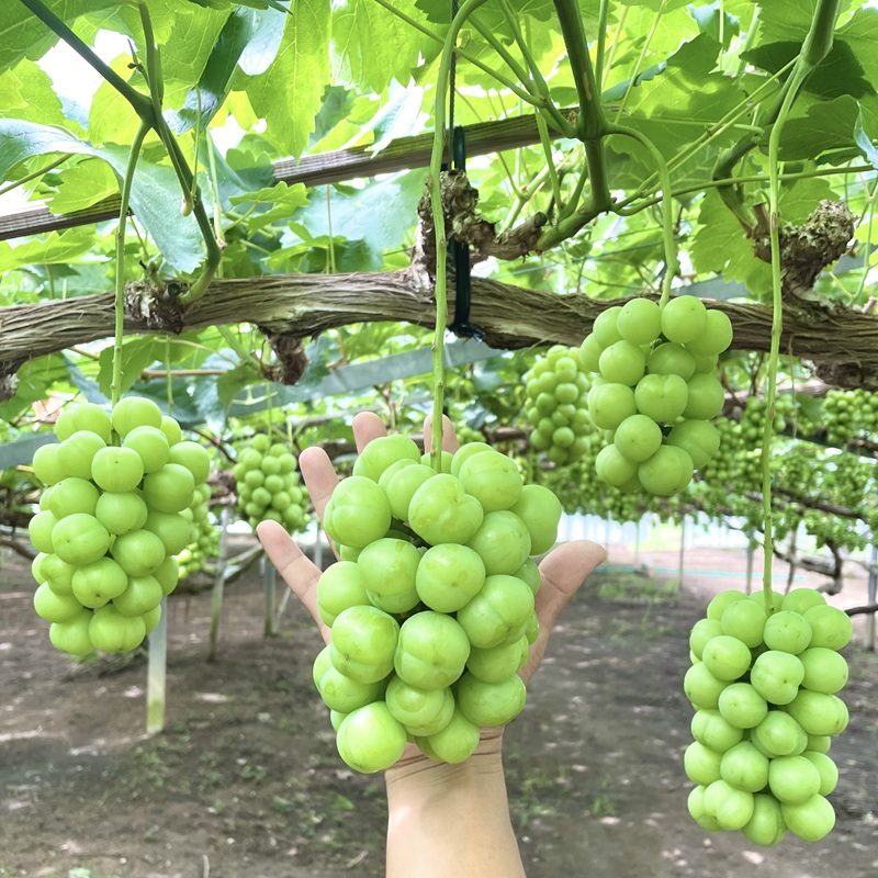 2026年 早期受付 ぶどう 瀬戸ジャイアンツ 3～5房 約2kg 岡山県高梁市産 うめづぶどう園 化粧箱入り 葡萄 ブドウ 訳あり