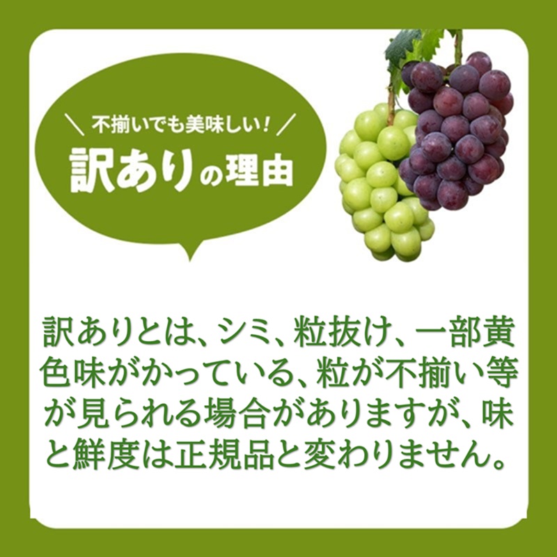 2026年 早期受付 ぶどう 瀬戸ジャイアンツ 3～5房 約2kg 岡山県高梁市産 うめづぶどう園 化粧箱入り 葡萄 ブドウ 訳あり