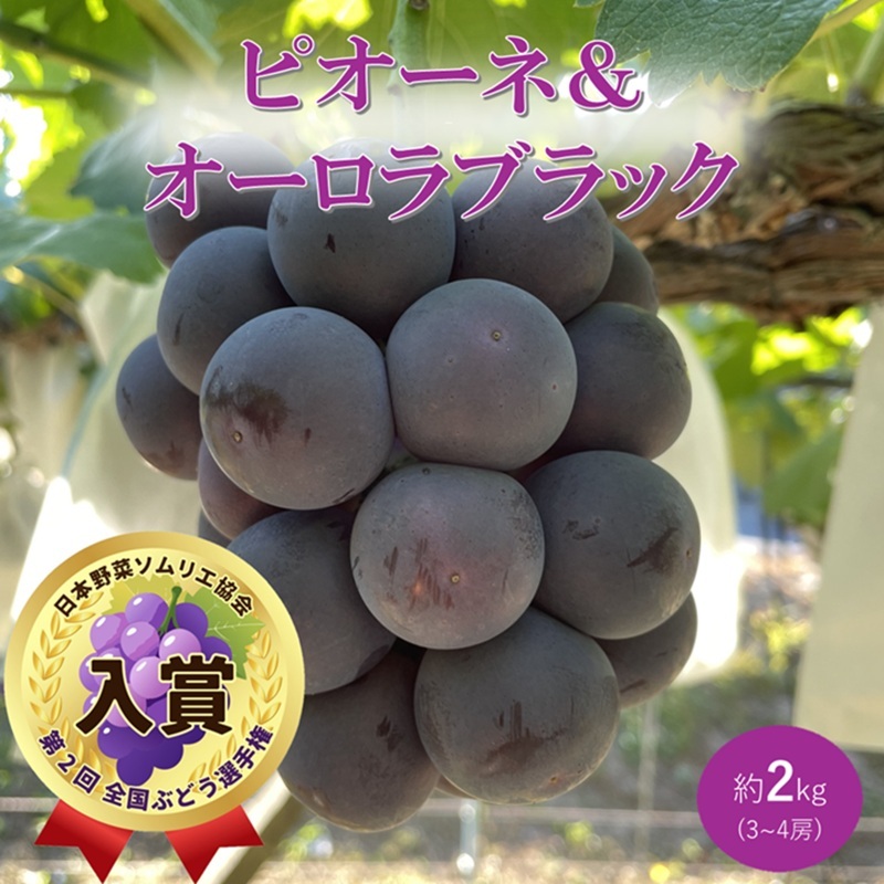 2026年 早期受付 ぶどう ピオーネ＆オーロラブラック セット 3～4房 約2kg 岡山県高梁市産 うめづぶどう園 化粧箱入り 葡萄 ブドウ