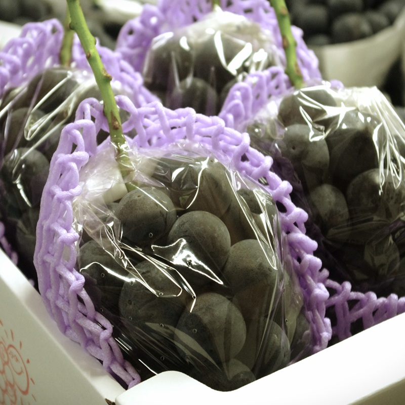 2026年 早期受付 ぶどう ピオーネ＆オーロラブラック セット 3～4房 約2kg 岡山県高梁市産 うめづぶどう園 化粧箱入り 葡萄 ブドウ