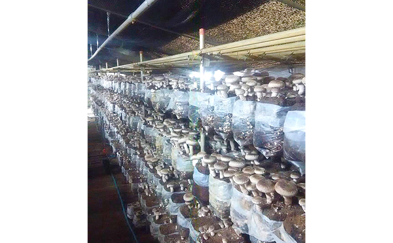 赤目滝清流で栽培した肉厚しいたけ（菌床）800g　椎茸　三重県産