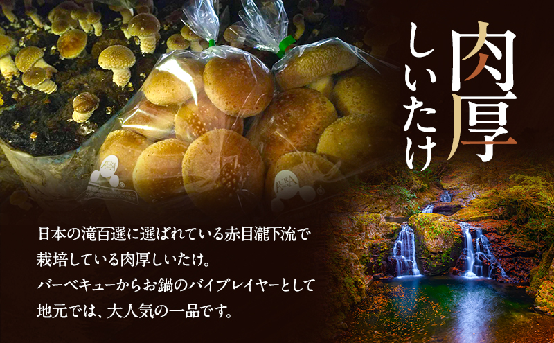 赤目滝清流で栽培した肉厚しいたけ（菌床）2kg　椎茸　三重県産