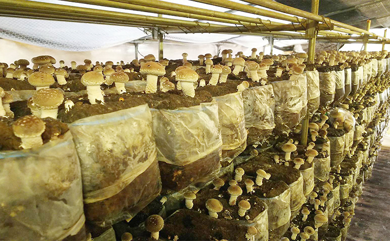 赤目滝清流で栽培した肉厚しいたけ（菌床）2kg　椎茸　三重県産