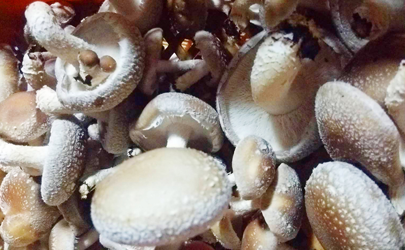 赤目滝清流で栽培した肉厚しいたけ（菌床）2kg　椎茸　三重県産