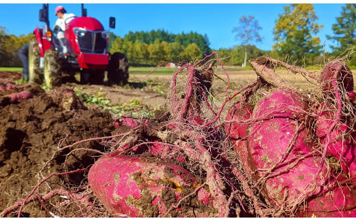 TVで紹介！干し芋 紅はるか・シルクスイート（各100g×3袋 計6袋） 北海道 ほしいも 雪冷気乾燥 雪干し芋 n-0078
