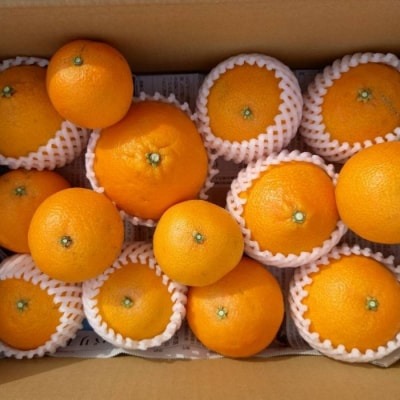 訳あり まどんな 3kg 訳あり まどんな 愛果28号 柑橘 かんきつ フルーツ 果物 旬 みかん ミカン 国産 ギフト 贈答用 お取り寄せ 通販 訳あり品 サイズ不揃い お徳用 家庭用 おやつ スイーツ ジューシー 甘い みずみずしい ゼリー 食感 さわやか 甘味 酸味 高品質 新鮮 期間限定 旬の味覚 贈り物 プレゼント 内祝い お祝い 薄皮 愛媛県 愛南町青果市場